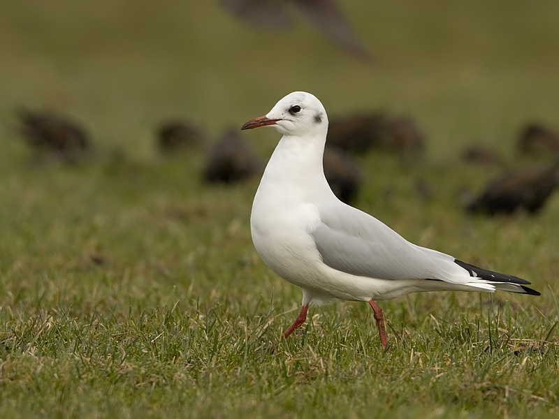 Larus ridibundus Black-headed Gull Kokmeeuw